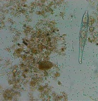 廢水回用系統要如何防治反滲透膜的生物污染？